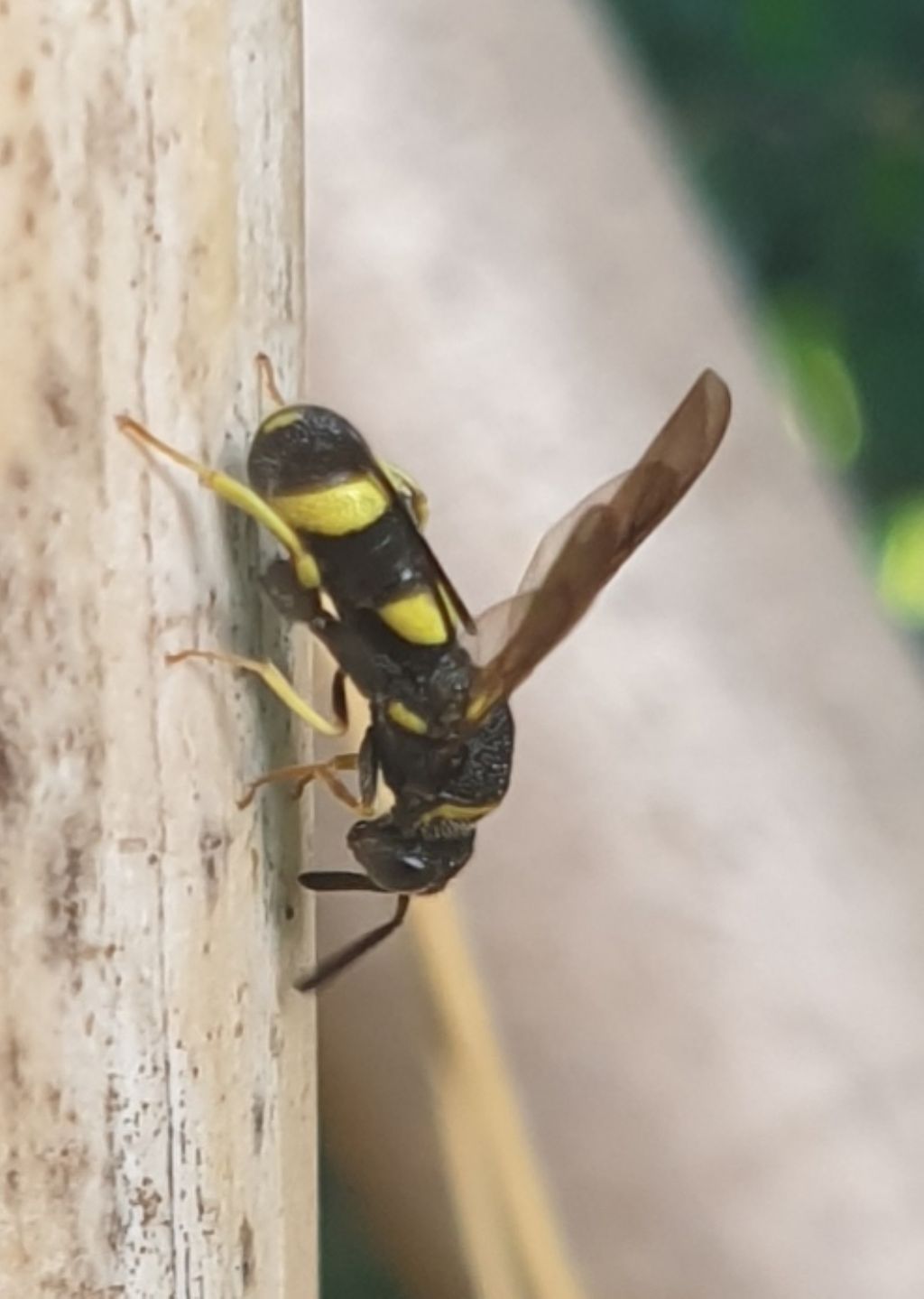 Leucospidae che attenzionano un nido di Isodontia mexicana